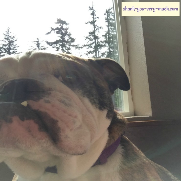 Lola basking in the sunshine on her body