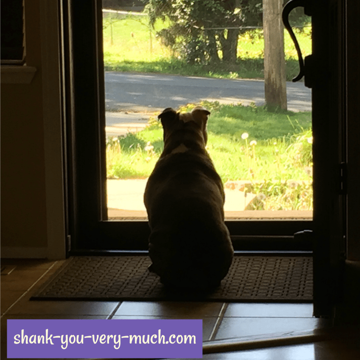 Lola sitting at the door, looking out