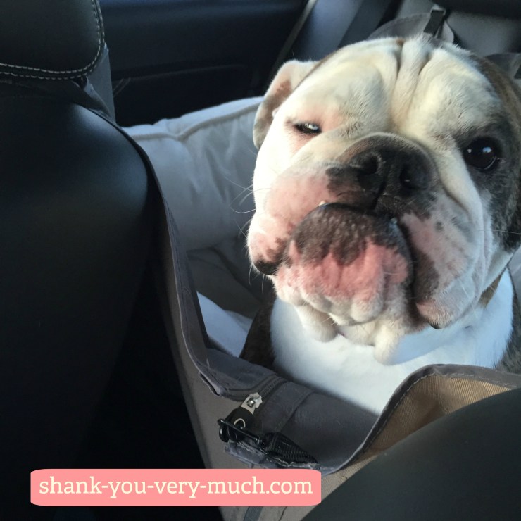 Lola squinting at the camera trying to look menacing