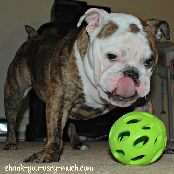 Lola standing over her ball, licking her lips.