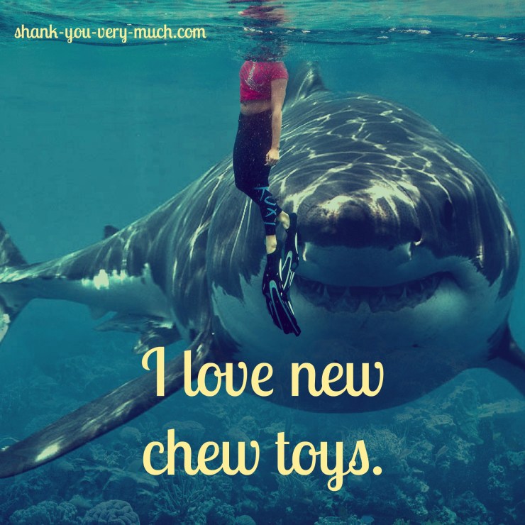I swimmer in the water with a giant shark looming right behind her showing it's teeth like a smile. The shark says "I love new chew toys."