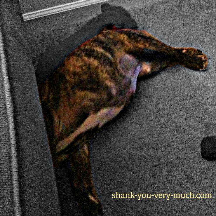 A photo of Lola with her head buried under a couch and only her butt sticking out.