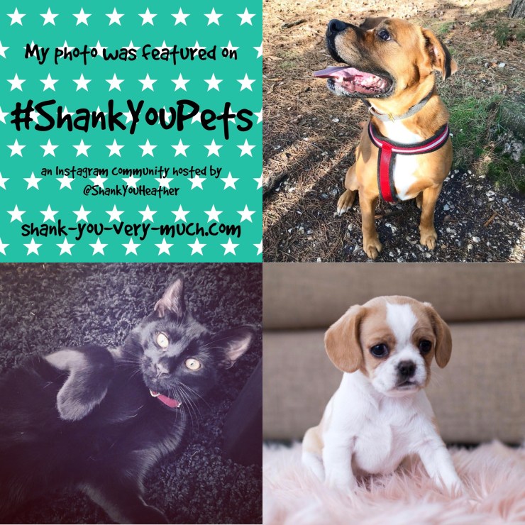 #ShankYouPets week 2