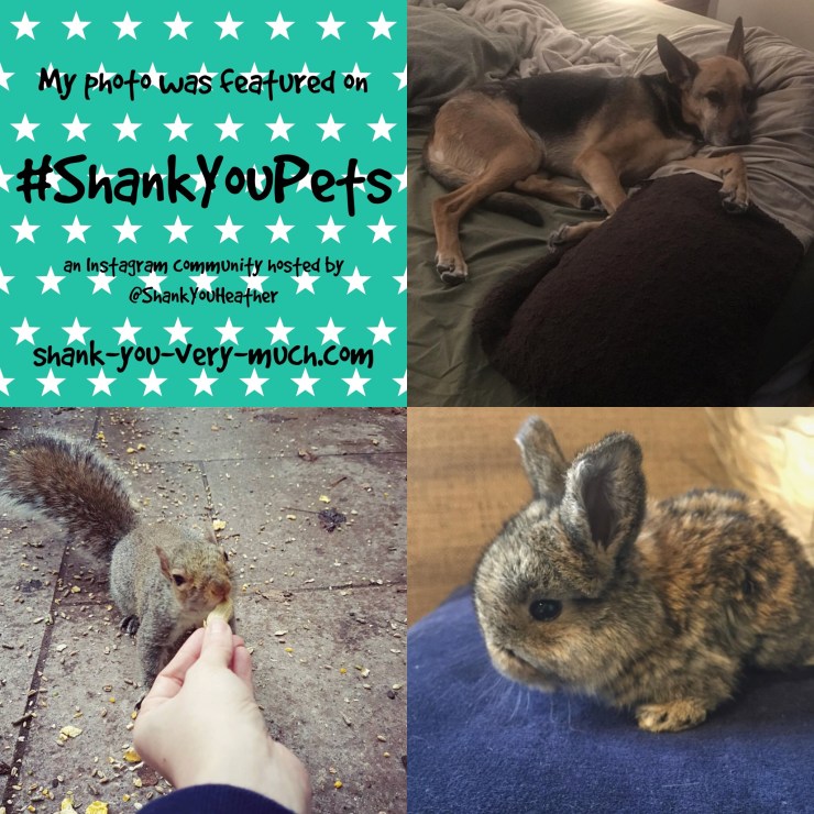Shank You Pets week 12