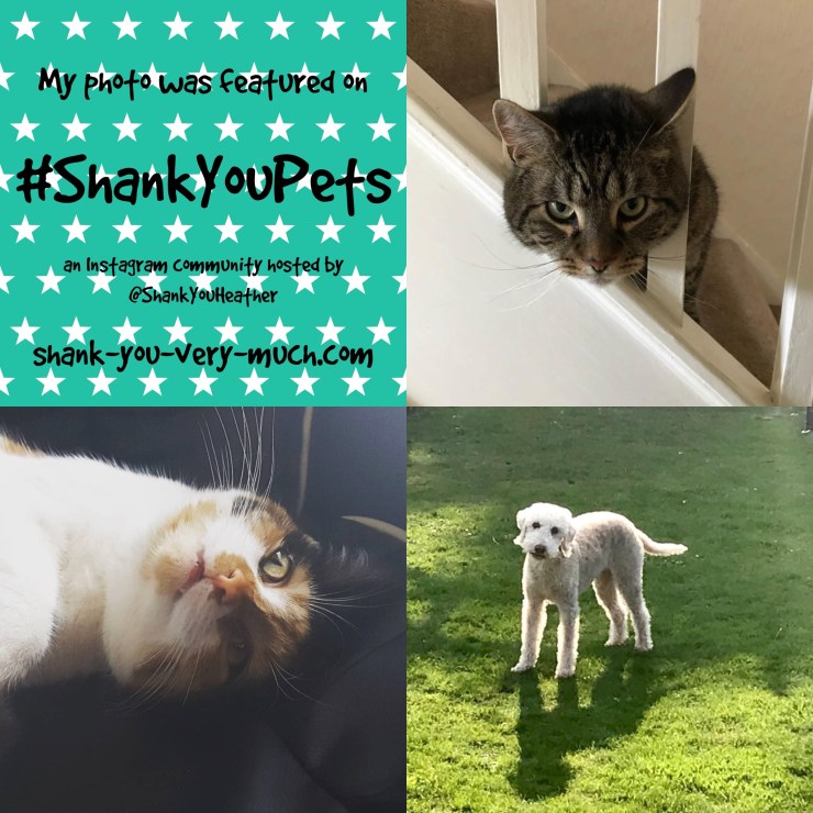 Shank You Pets week 16