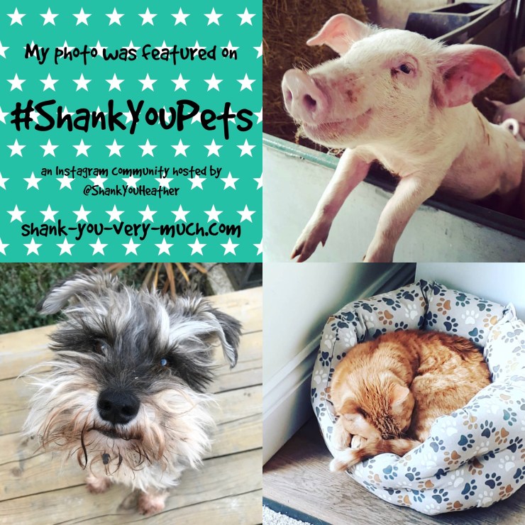 Shank You Pets week 17