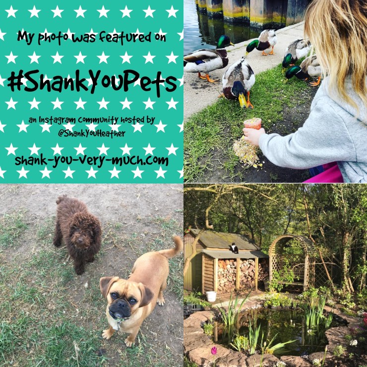 a photo collage showing a girl feeding ducks, 2 dogs looking into the camera, and a cat sitting on the roof of a garden shed