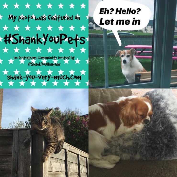 A picture collage featuring a dog looking into a window, a cat on a fence, and another dog taking a nap