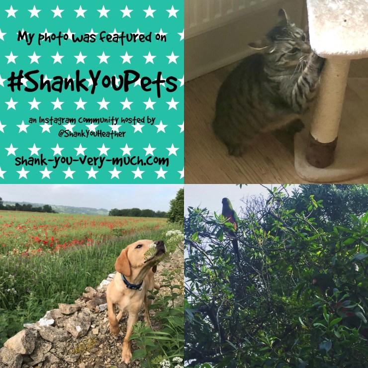 A photo collage showing a cat, a dog, and a parrot