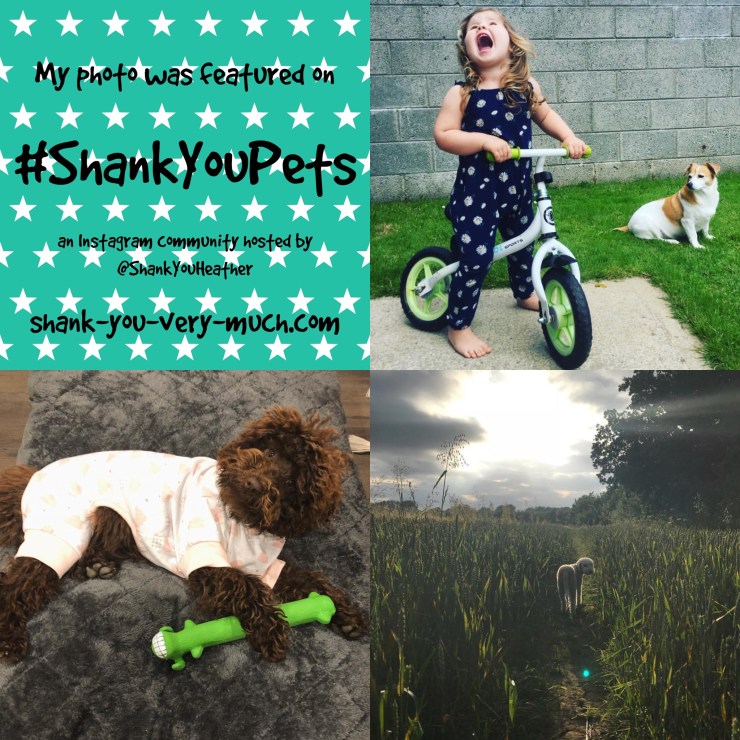 A text collage of three dogs enjoying the summer weather.