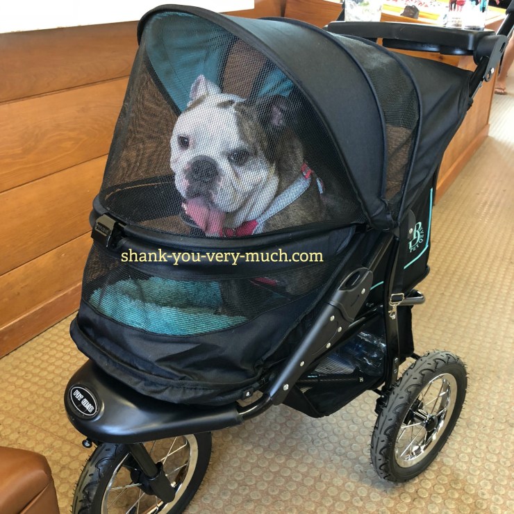 Lola sitting in her stroller