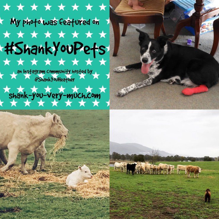 A collage with photos of cows and a dog with a cast on his leg.