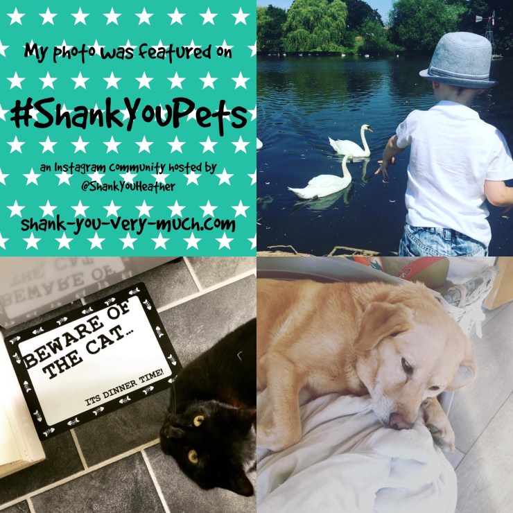 A collage of geese in the water, a cat looking for food, and a dog lying down for a nap.