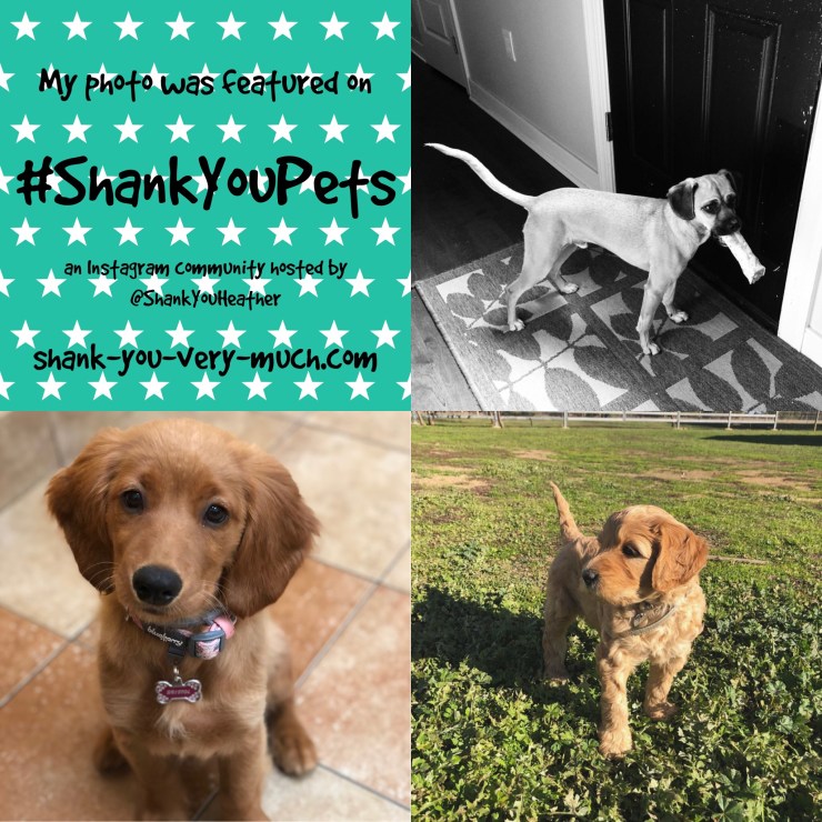 A photo collage of three dogs.