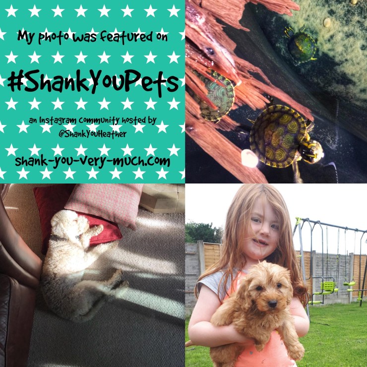 A photo collage of turtles and dogs