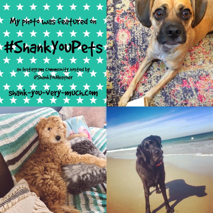 a collage showing three dogs