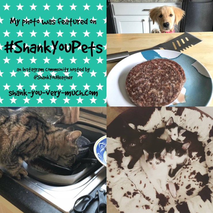 A collage showing a dog and 5 cats