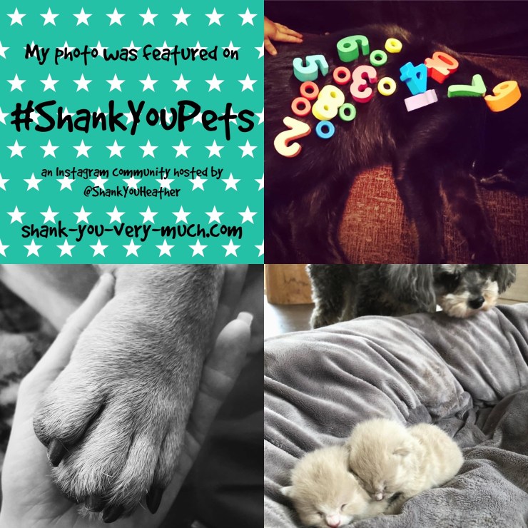 A photo collage of cats and dogs