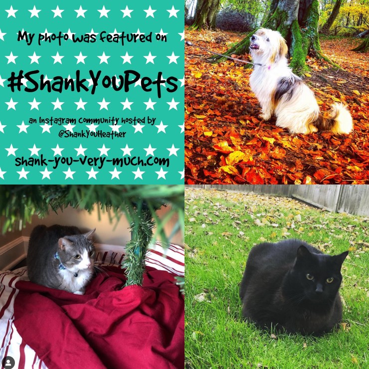 A photo collage of two cats and a dog