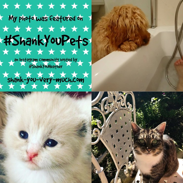 a photo collage of dogs and cats