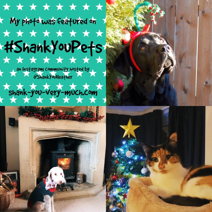 Christmas themed pet collage showing a dog in reindeer antlers, another wearing a Christmas sweater, and a cat next to a Christmas tree.