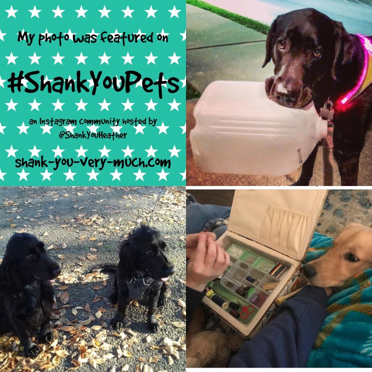 A photo collage of four dogs