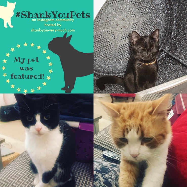 A collage of cats doing cat things