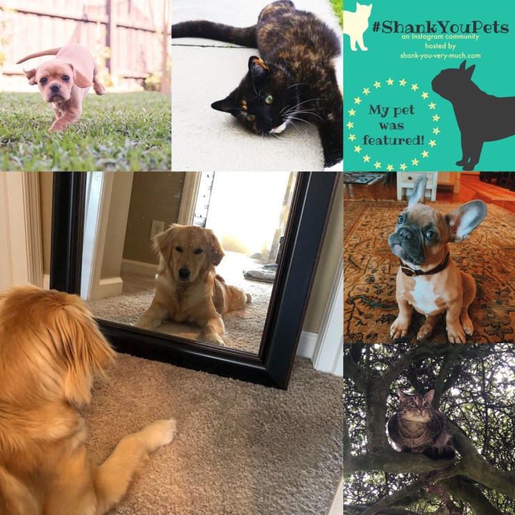 A collage of dogs and cats!