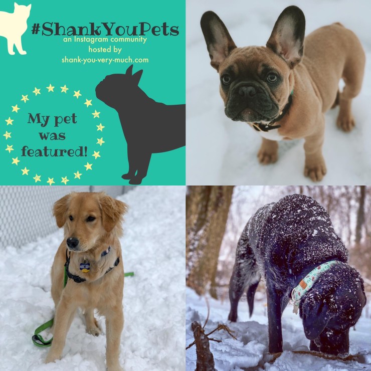 A collage of three dogs enjoying the snow