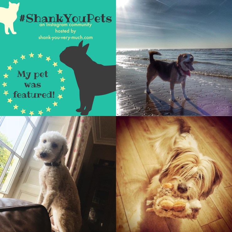 A collage of dogs
