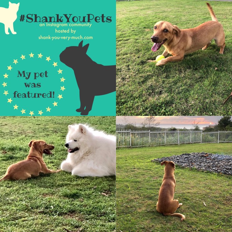 A collage of a foster dog enjoying her temporary home.