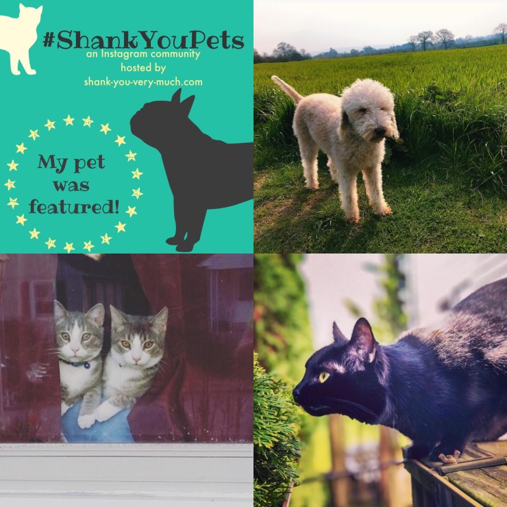 A collage of a dog in a grassy field, two cats peeping out a window, and a black cat ready to pounce.