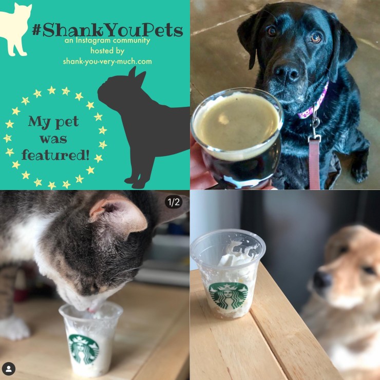 A collage of pets with treats