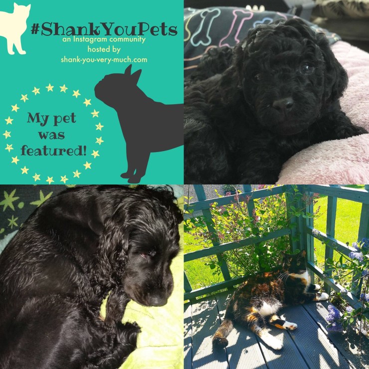 A collage showing a tiny black puppy, an older black dog who just had a bath, and a patchwork cat napping in the sunshine.