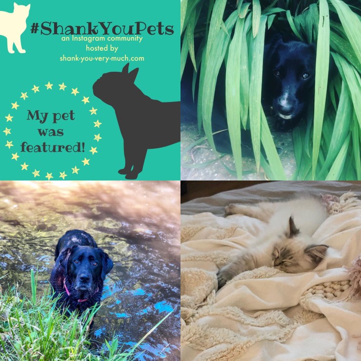 A collage of pets - one dog is hiding in a bush, another dog is playing in a river, and a cat is napping on a bed.